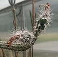 Echinocereus waldeisii