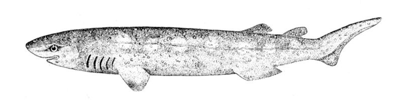 File:Echinorhinus brucus.jpg