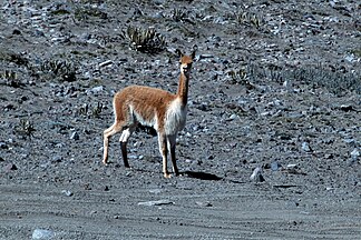 Vicuña on Chimborazo