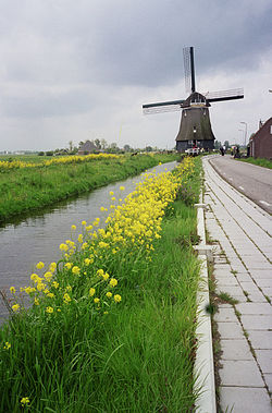 Edam - Zuidpoldermolen with flowers.jpg