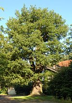 Oak from Barmstedt 02.jpg