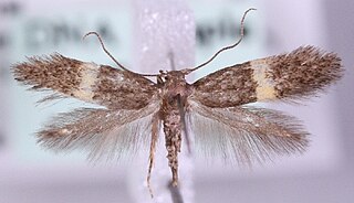 <i>Elachista gangabella</i> Species of moth