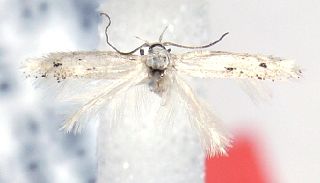 <i>Elachista merista</i> Species of moth