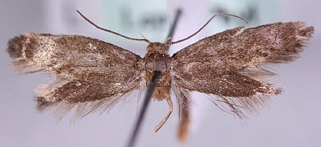 Elachista pigerella