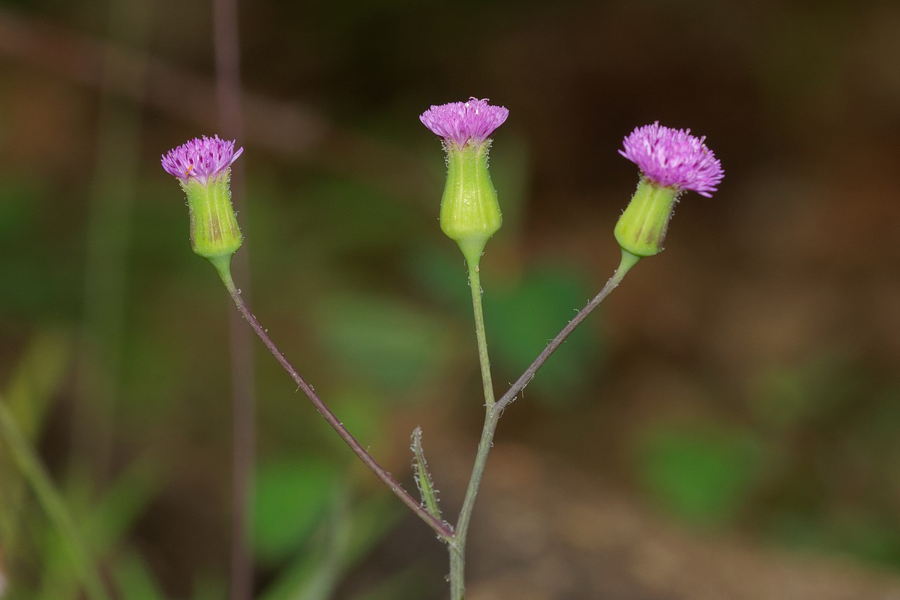 Emilia sonchifolia-Silent Valley-2016-08-13-001.jpg