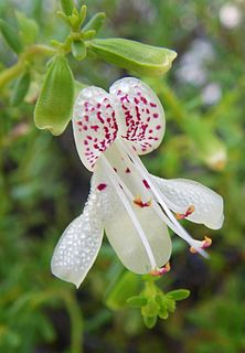 <i>Dicerandra christmanii</i> Species of flowering plant