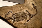 Thumbnail for Askeptosauroidea