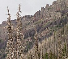 Native bark beetles are now able to kill even the highest elevation trees (Engelmann spruce) in the national forests of Colorado. Photo June 2014, Wolf Creek Pass. Engelmann spruce killed by native beetles.jpg