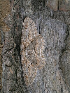 <i>Hypomecis</i> Genus of moths