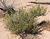 Ephedra torreyana 1.jpg