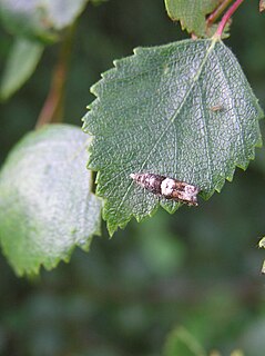 <i>Epinotia demarniana</i>