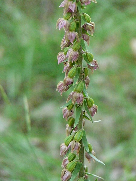 File:Epipactis helleborine Trélissac 27 06 09 (3).JPG