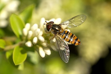 ♀ Episyrphus balteatus (Marmalade Hoverfly)