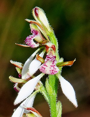 Eriochilus dilatatus - White bunny orchid (7144620861) - cropped.jpg