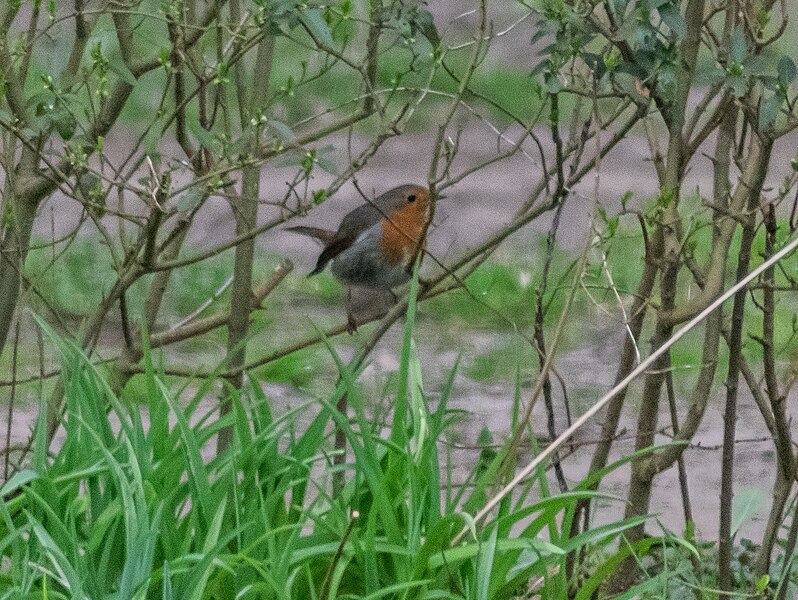 File:Erithacus rubecula in Krajna (3).jpg