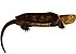 Erpétologie générale, ou, Histoire naturelle complète des reptiles (Platysternon megacephalum).jpg