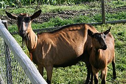 Erzgebirgsziege mit Kitz am Forsthaus