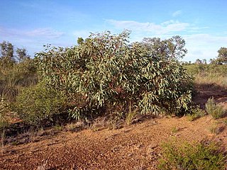 <i>Eucalyptus ammophila</i>