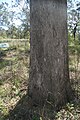 Eucalyptus moluccana mtannan4.jpg