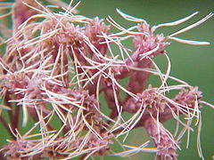 Description de l'image Eupatorium_purpureum0.jpg.