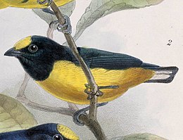 Euphonia fulvicrissa 1902.jpg