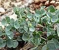 Miniatura para Euphorbia brachycera