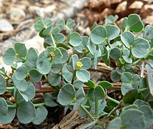 Euphorbia brachycera 2.jpg