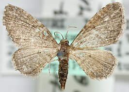 Eupithecia homogrammata