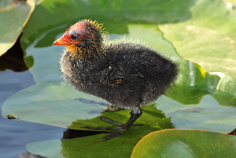 File:Eurasian-Coot--chick.jpg