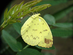 Eurema blanda (Three-Spot Grass Yellow)