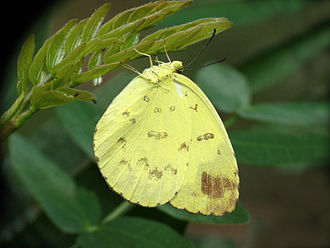 Laying eggs on Albizia julibrissin Eurema blanda laying eggs by kadavoor.JPG