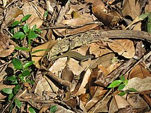 A skink, Eutropis multifasciata, in leaf litter in Sabah, Malaysia Eutropis multifasciata in leaf litter.JPG