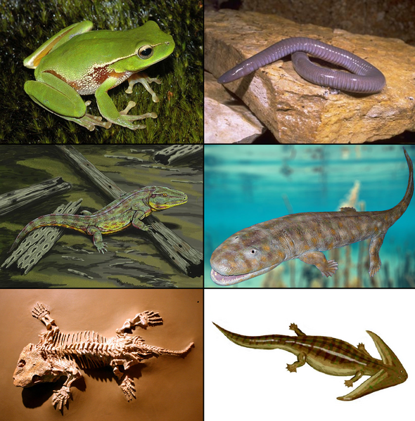 File:Examples of Amphibia.png