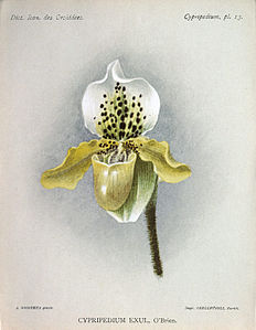 Cypripedium exul Paphiopedilum exul