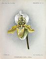 Paphiopedilum exul (as syn. Cypripedium exul) plate Cypripedium 13 in: A.Cogniaux & A.Goossens: Dictionnaire iconographique des orchidées, (1896-1907)