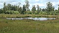 Moorsee im Nordosten des FFH-Gebietes Idstedtweger Geestlandschaft