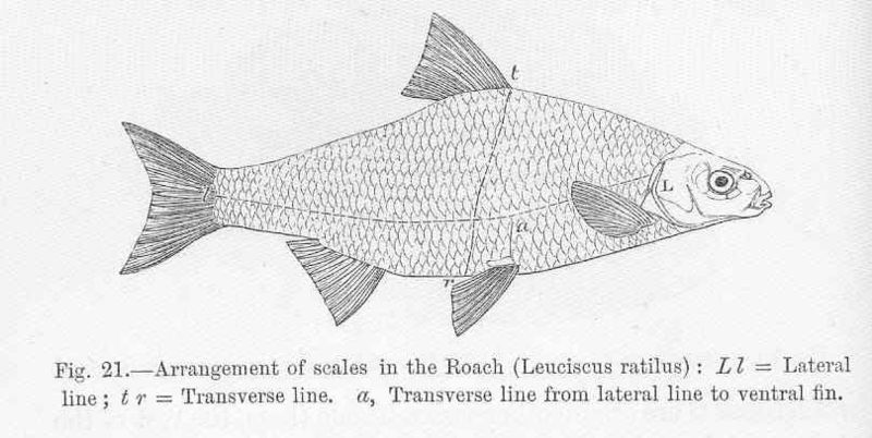 File:FMIB 47024 Arrangement of scales in the Roach (Leuciscus ratilus).jpeg