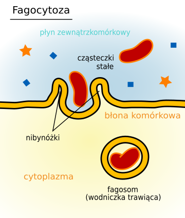 File:Fagocytoza.svg