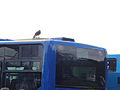 A falconry display taking place at Havenstreet railway station, Isle of Wight, for the Bustival 2012 event, held by Southern Vectis. The falconry display was put on by Haven Falconry who also attended the event allowing visitors to hold the birds.