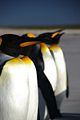 Falkland Islands Penguins 61.jpg