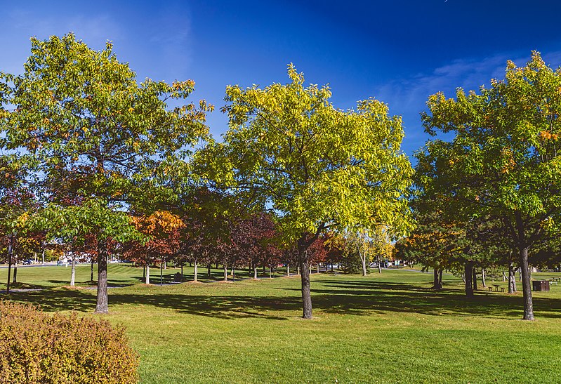 File:Fall colors Lamoureux Park Walkway (35734680114).jpg