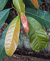 Ficus nervosa 02a.JPG