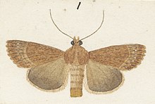 Illustration of male by George Hudson. Fig 1 MA I437609 TePapa Plate-X-The-butterflies full (cropped).jpg