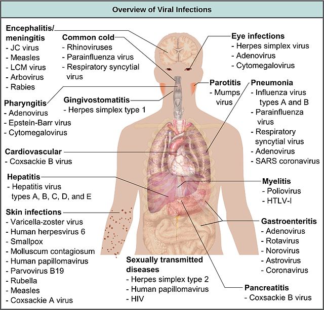 File:501 Structure of the skin.jpg - Wikimedia Commons