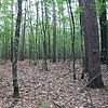 Finnerud Forest Area NPS.jpg Scientific