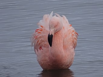 Flamingo chilian