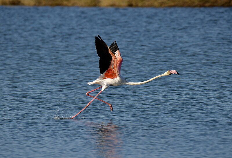 File:Flamingo, Greater Flamingo (53164212516).jpg