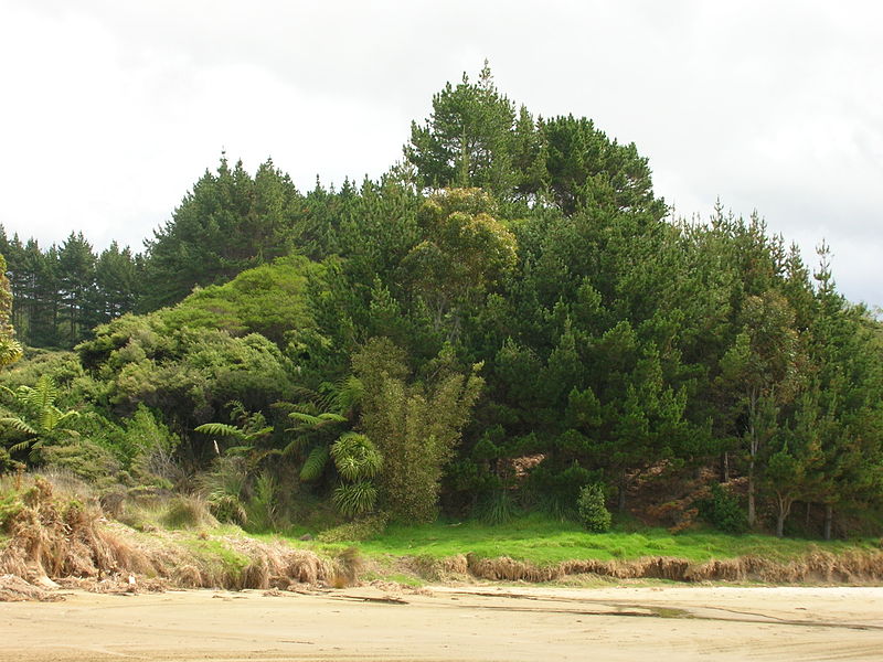 File:Flickr - brewbooks - Lunch spot at Shipwreck Cove, NZ.jpg