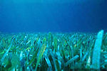 A bed of sea grass off the coast of Florida. Floridian seagrass bed.jpg