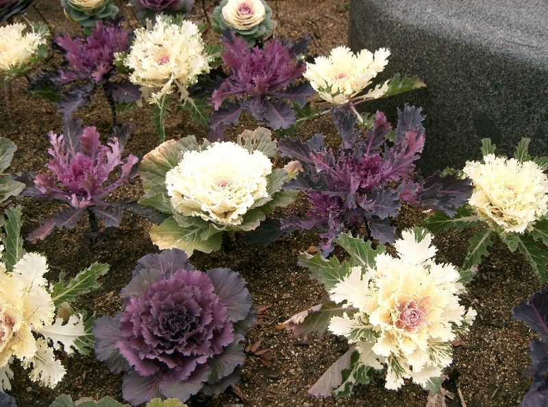 File:Flowering cabbage3.jpg